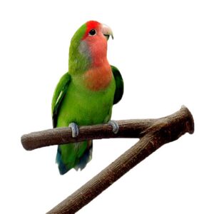Naturalne żerdzie gałęzie dla papug ptaków